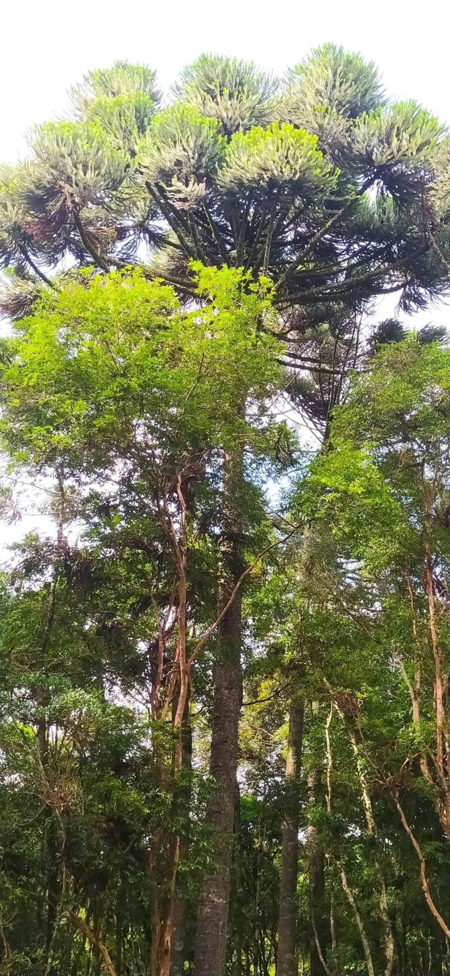 Chacara Rancho Paraiso Piraquara Zewnętrze zdjęcie